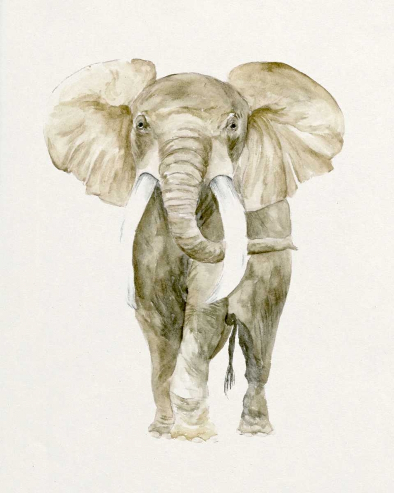 Art Print: Baby Elephant I
