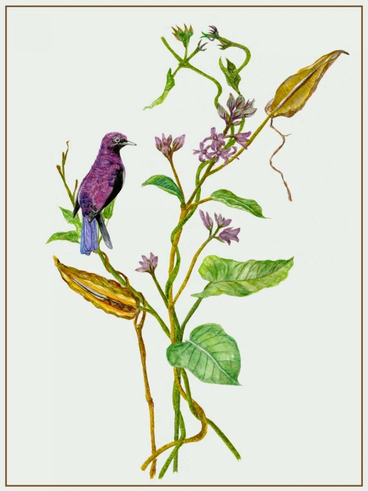 Art Print: Metaplexis Japonica I