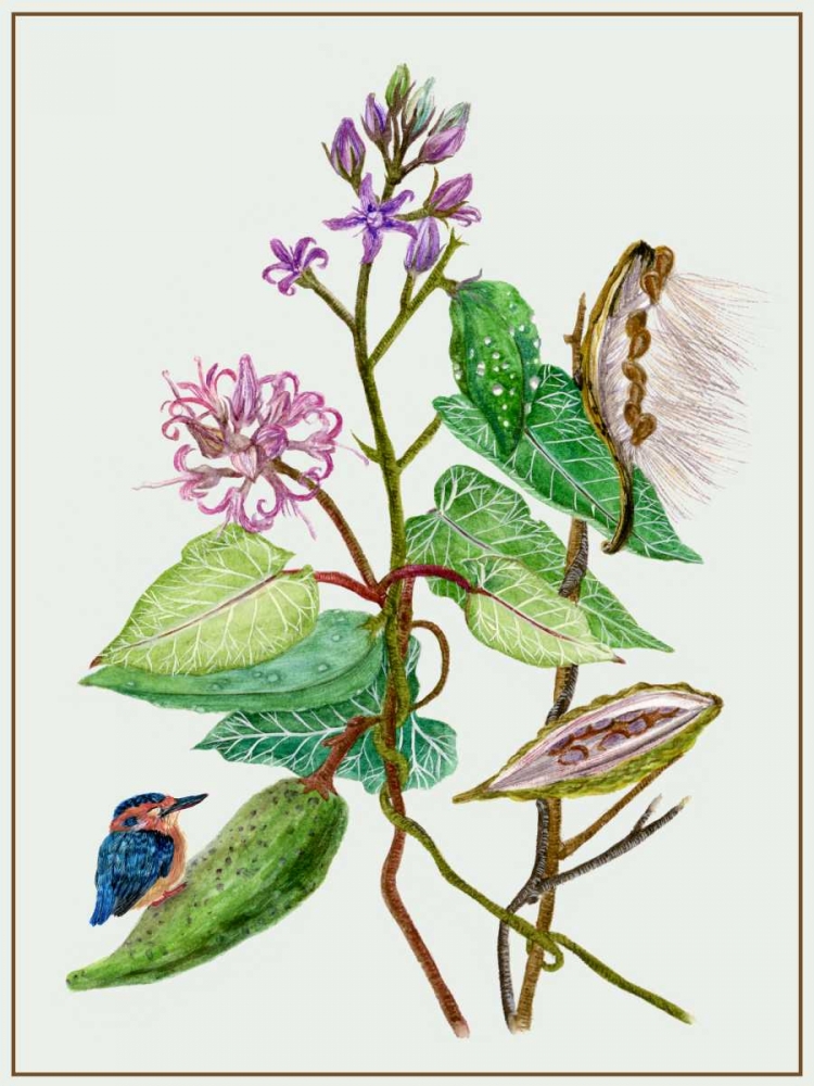 Art Print: Metaplexis Japonica II