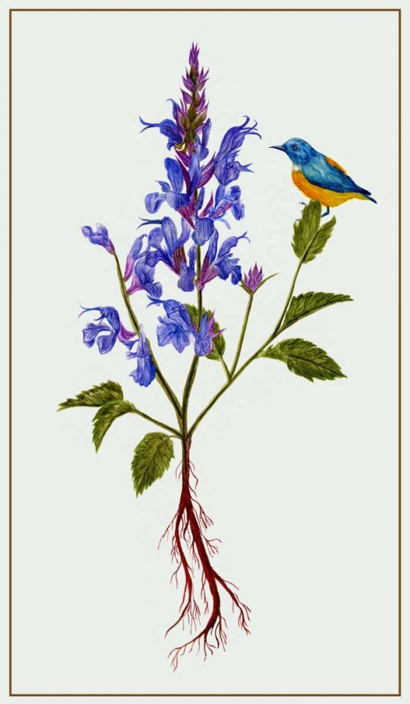 Art Print: Salvia Miltiorrhiza I