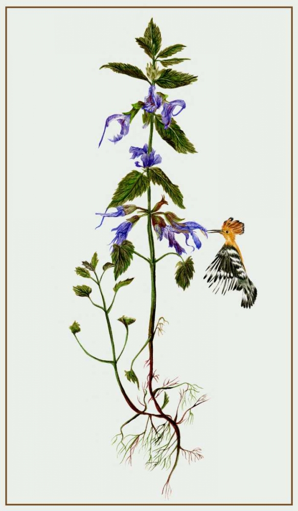 Art Print: Salvia Miltiorrhiza II