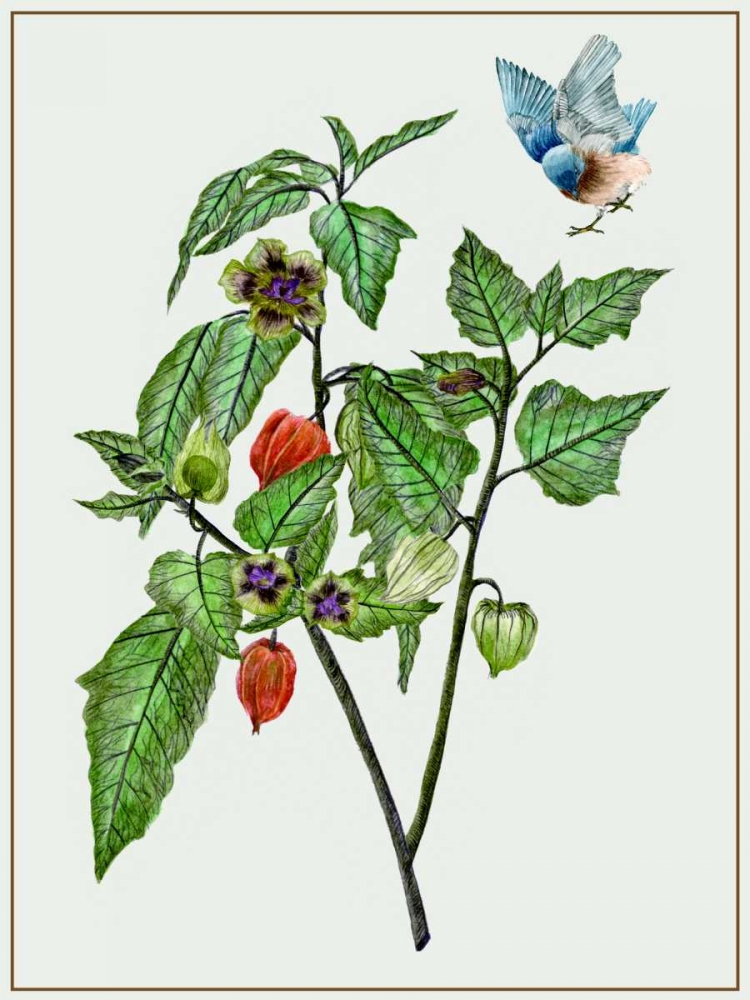 Art Print: Cape Gooseberry I