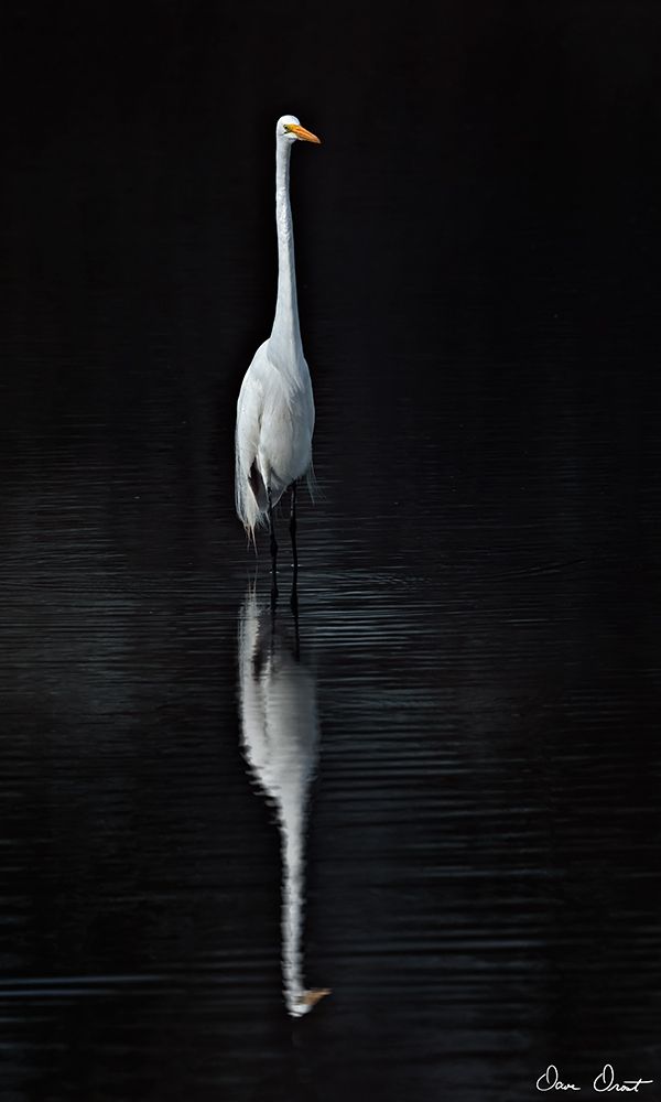 Art Print: Elegant Egret I
