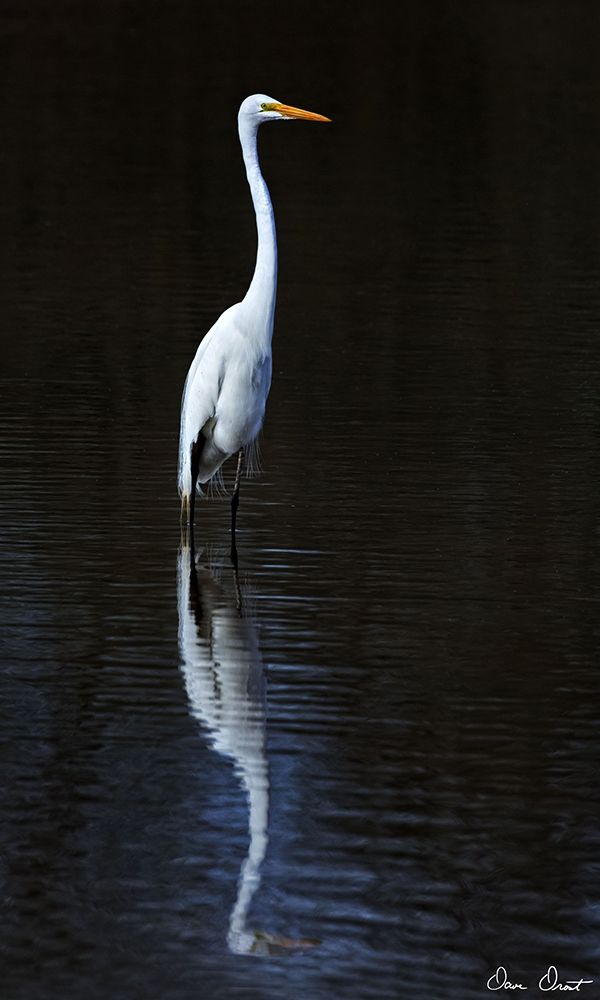Art Print: Elegant Egret II