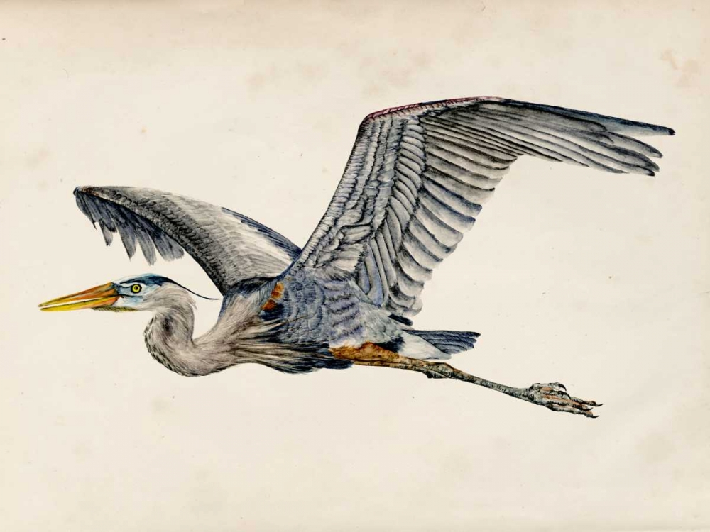 Art Print: Blue Heron Rendering III