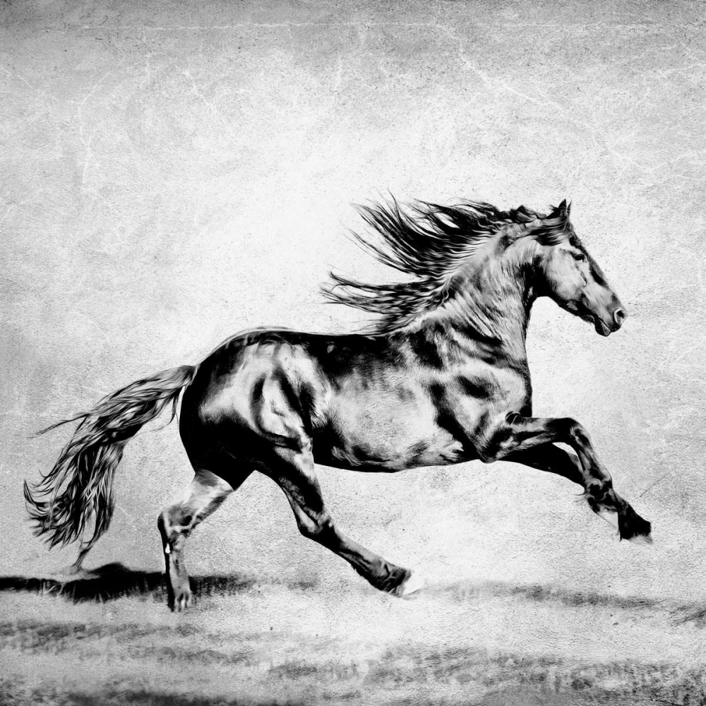 Wall Art Painting id:164742, Name: BandW Horses II, Artist: PHBurchett
