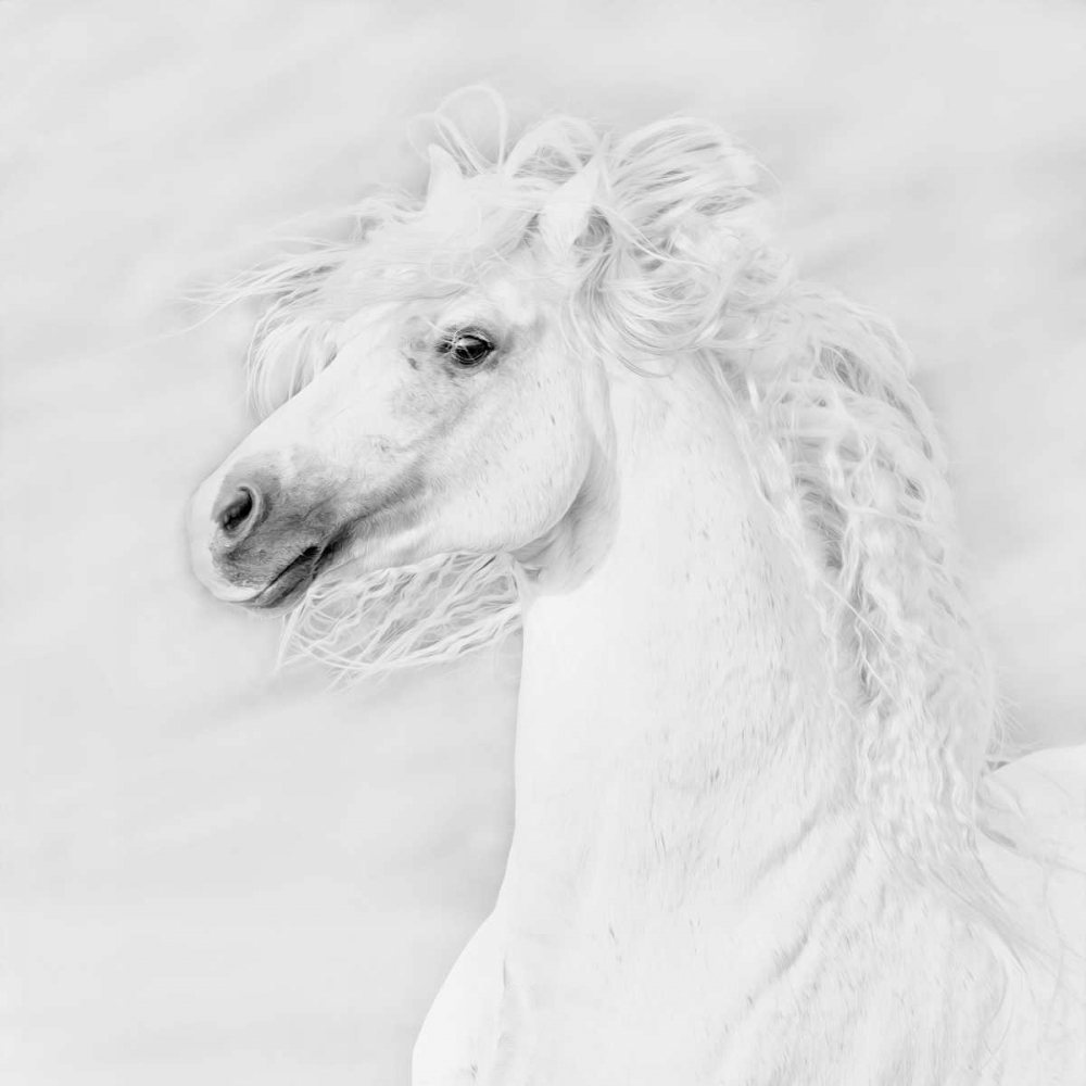 Art Print: BandW Horses III