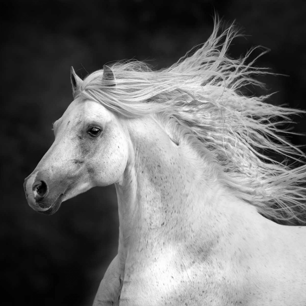 Art Print: BandW Horses IV