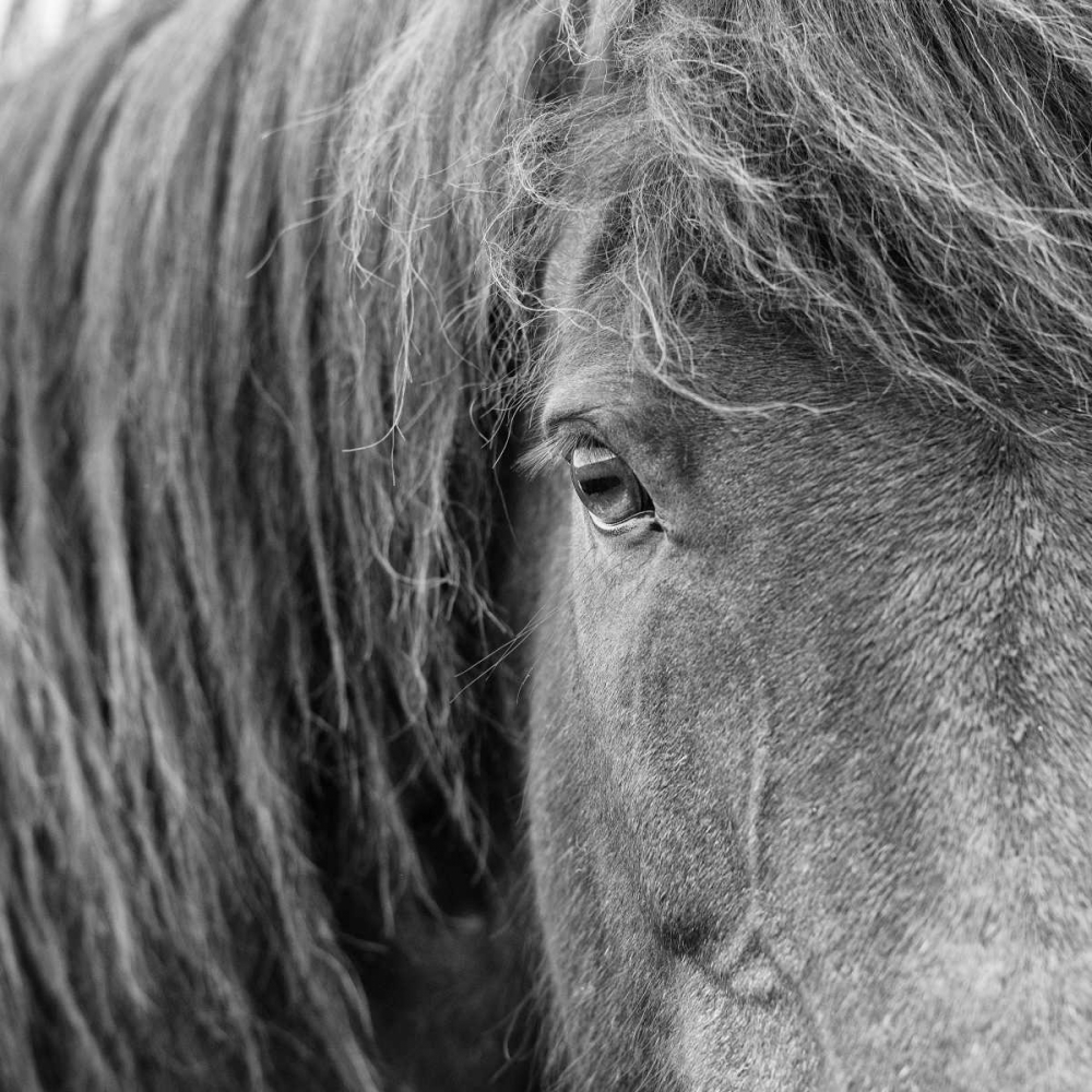 Art Print: BandW Horses VI