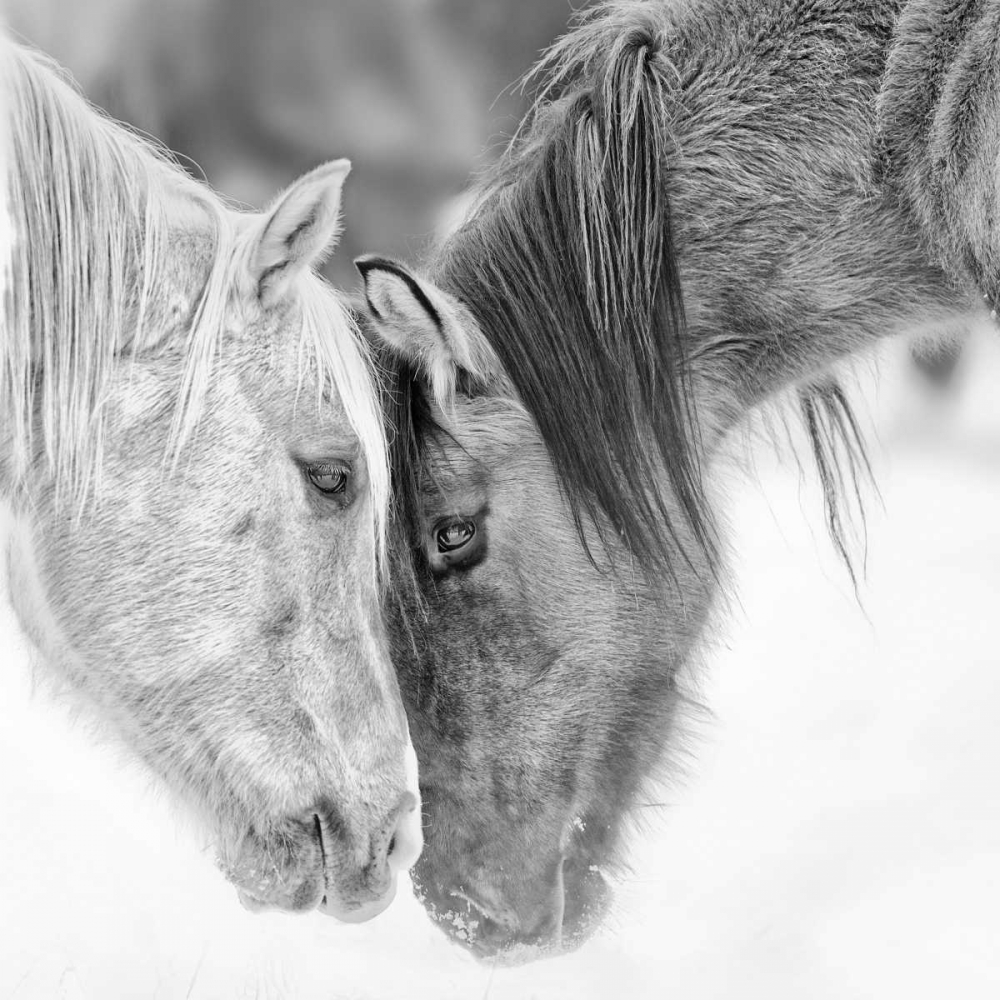 Art Print: BandW Horses VII