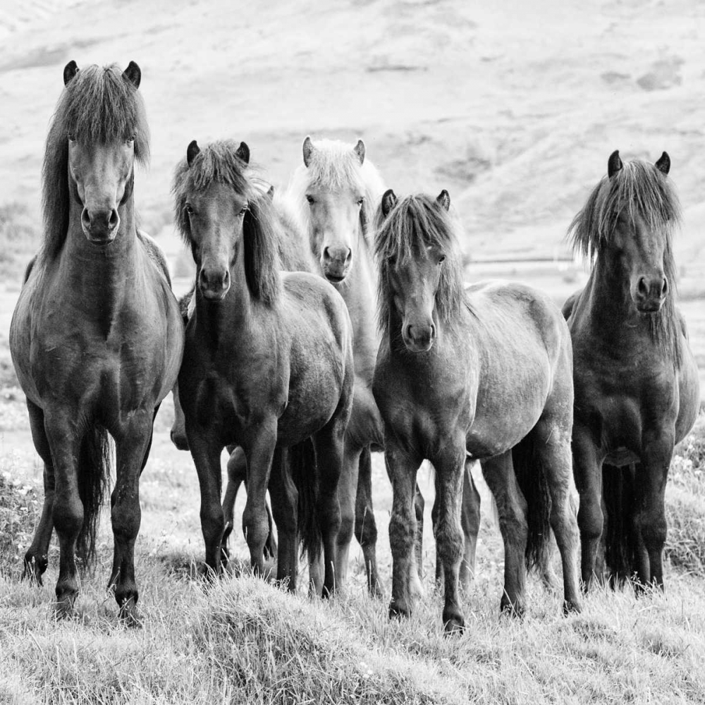 Art Print: BandW Horses VIII