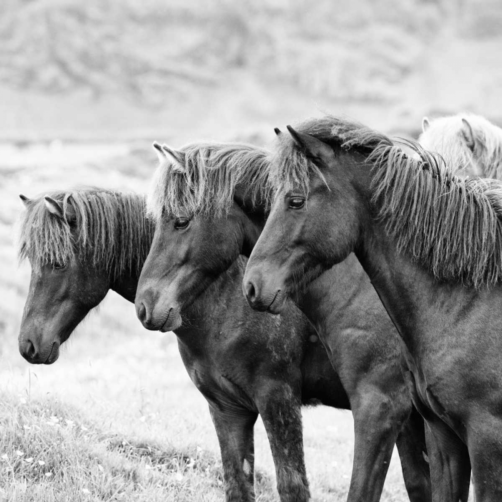 Art Print: BandW Horses X