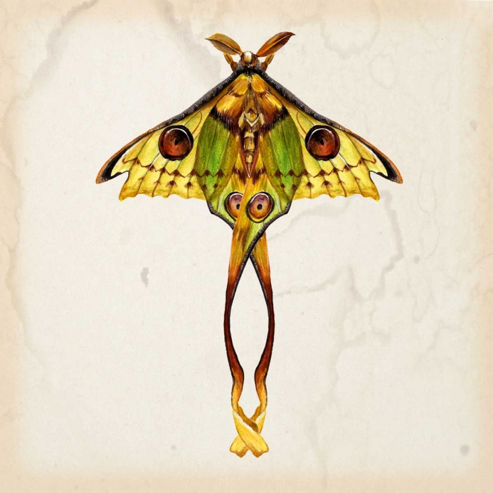 Wall Art Painting id:164868, Name: Butterfly Study I, Artist: Wang, Melissa