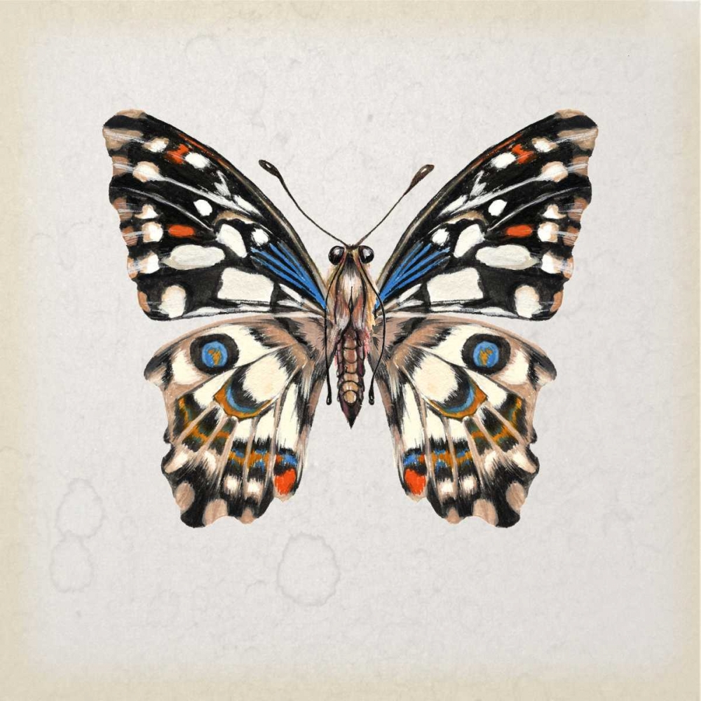 Wall Art Painting id:164869, Name: Butterfly Study II, Artist: Wang, Melissa