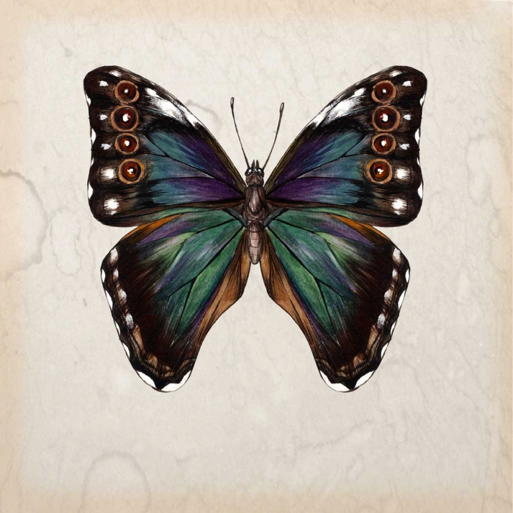 Wall Art Painting id:164870, Name: Butterfly Study III, Artist: Wang, Melissa