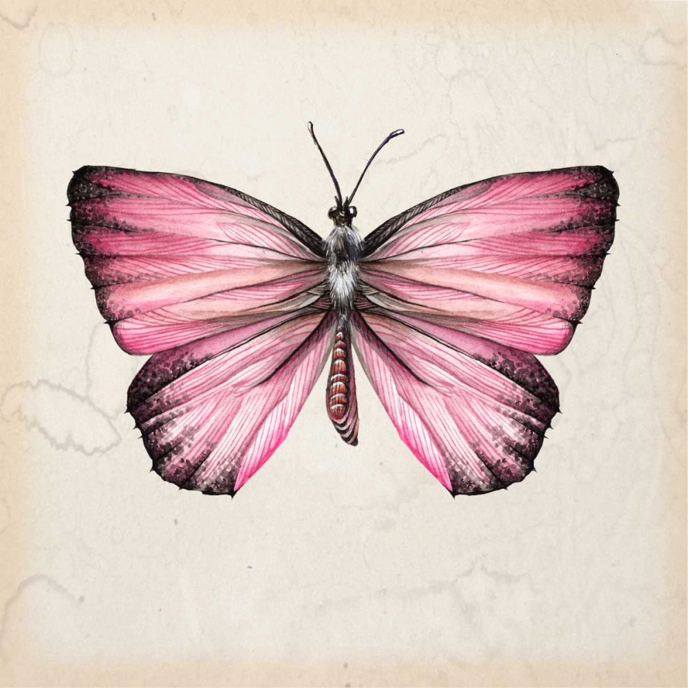 Wall Art Painting id:164871, Name: Butterfly Study IV, Artist: Wang, Melissa