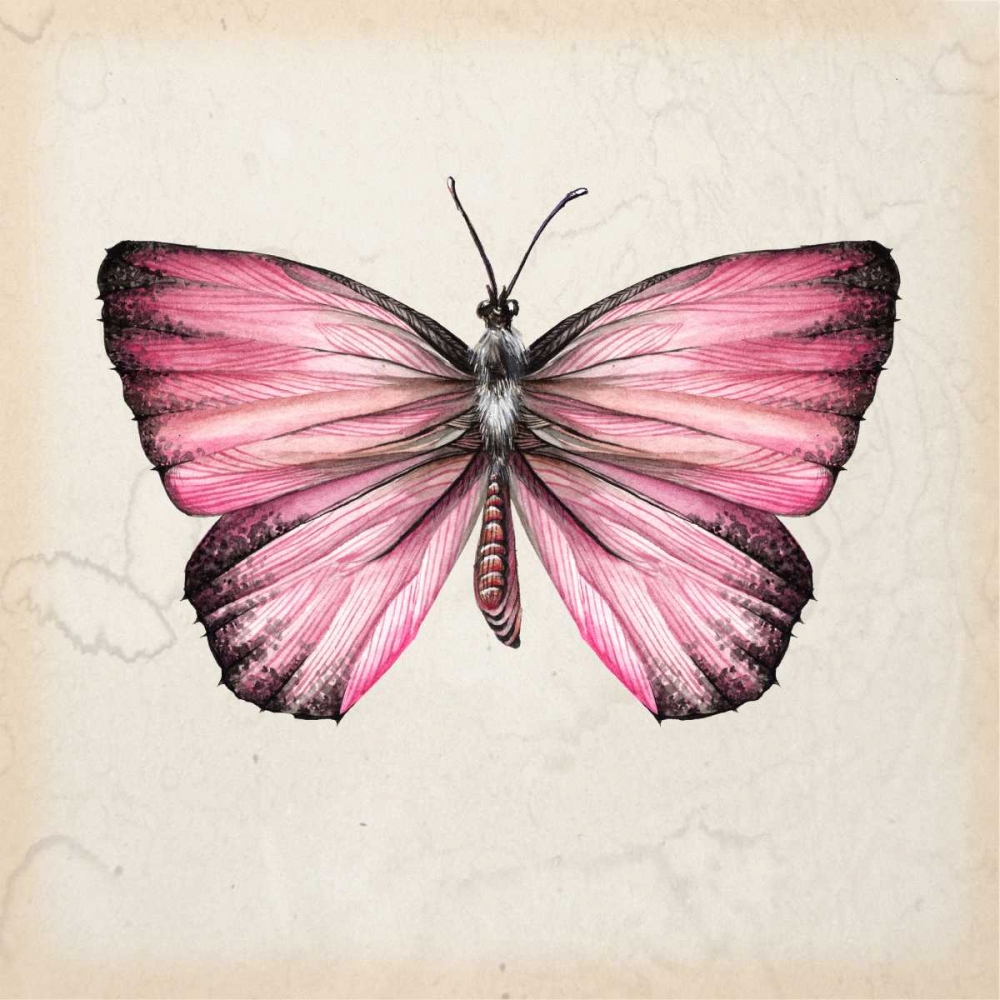 Wall Art Painting id:164871, Name: Butterfly Study IV, Artist: Wang, Melissa