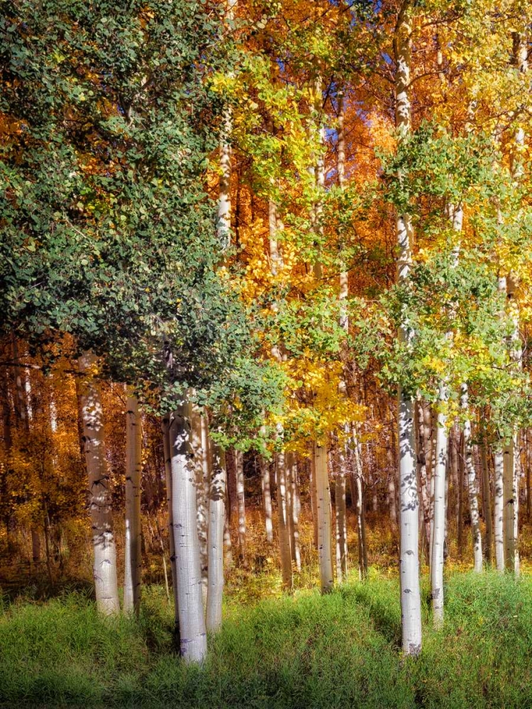 Art Print: Aspen Glen I