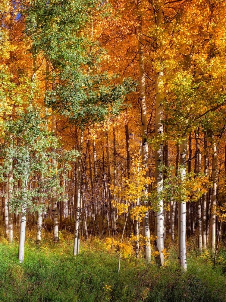 Art Print: Aspen Glen II