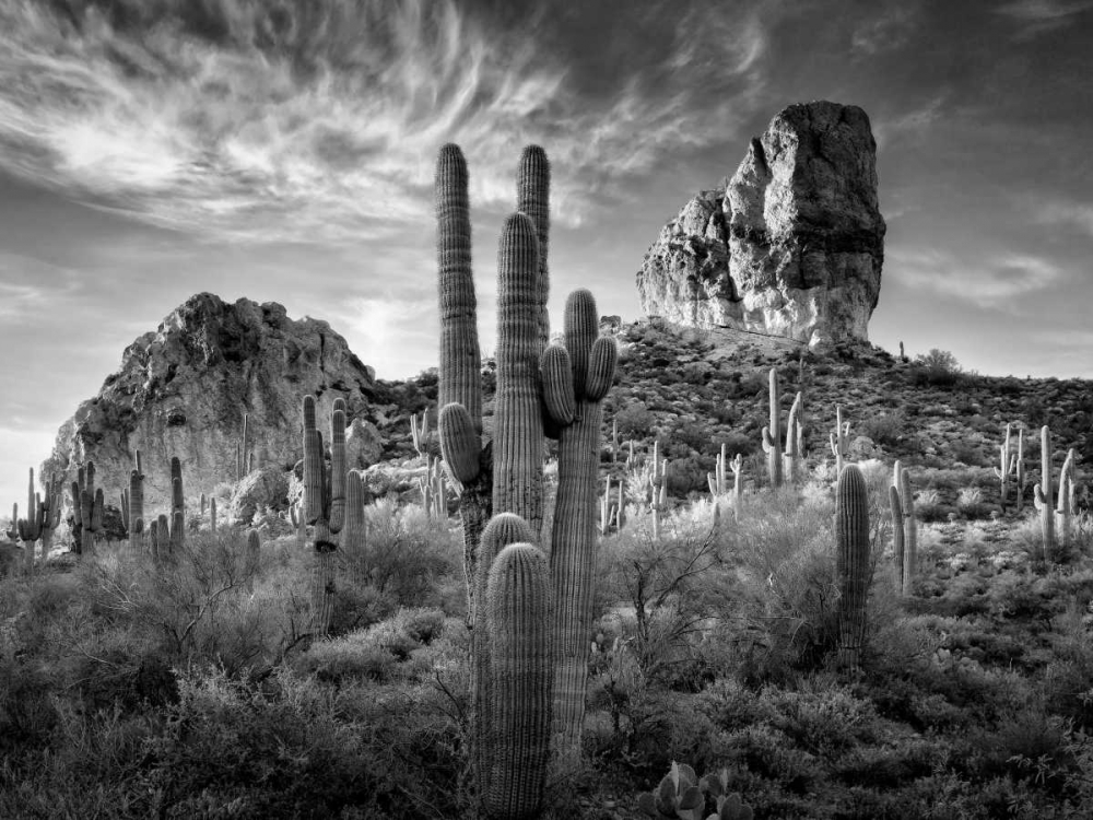 Art Print: BandW Desert View I