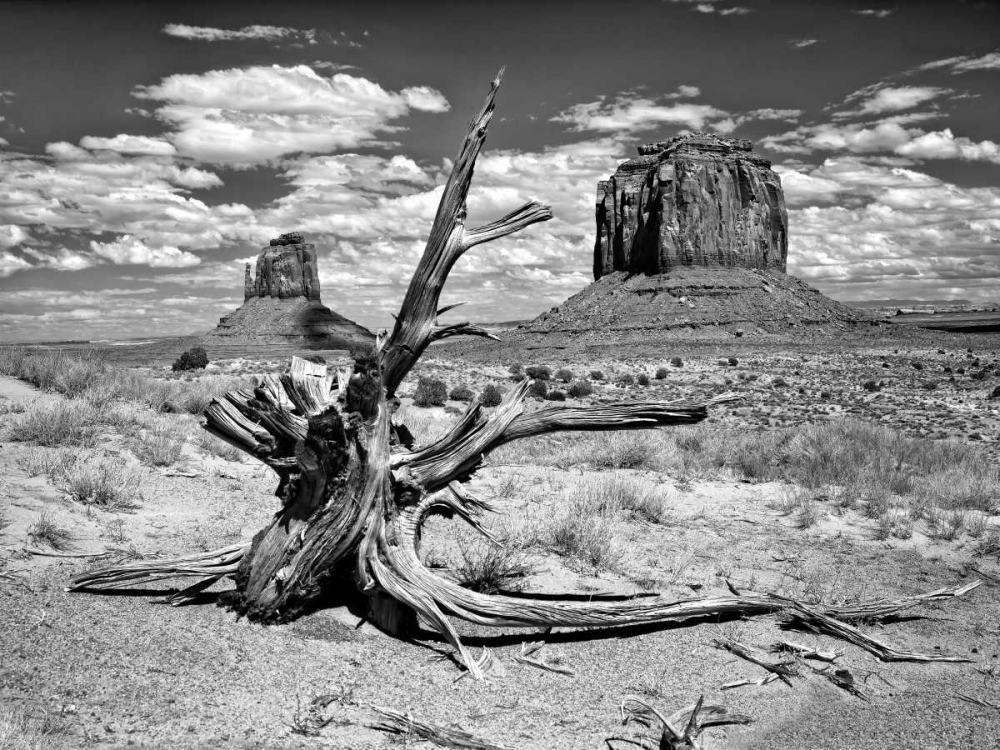 Art Print: BandW Desert View V