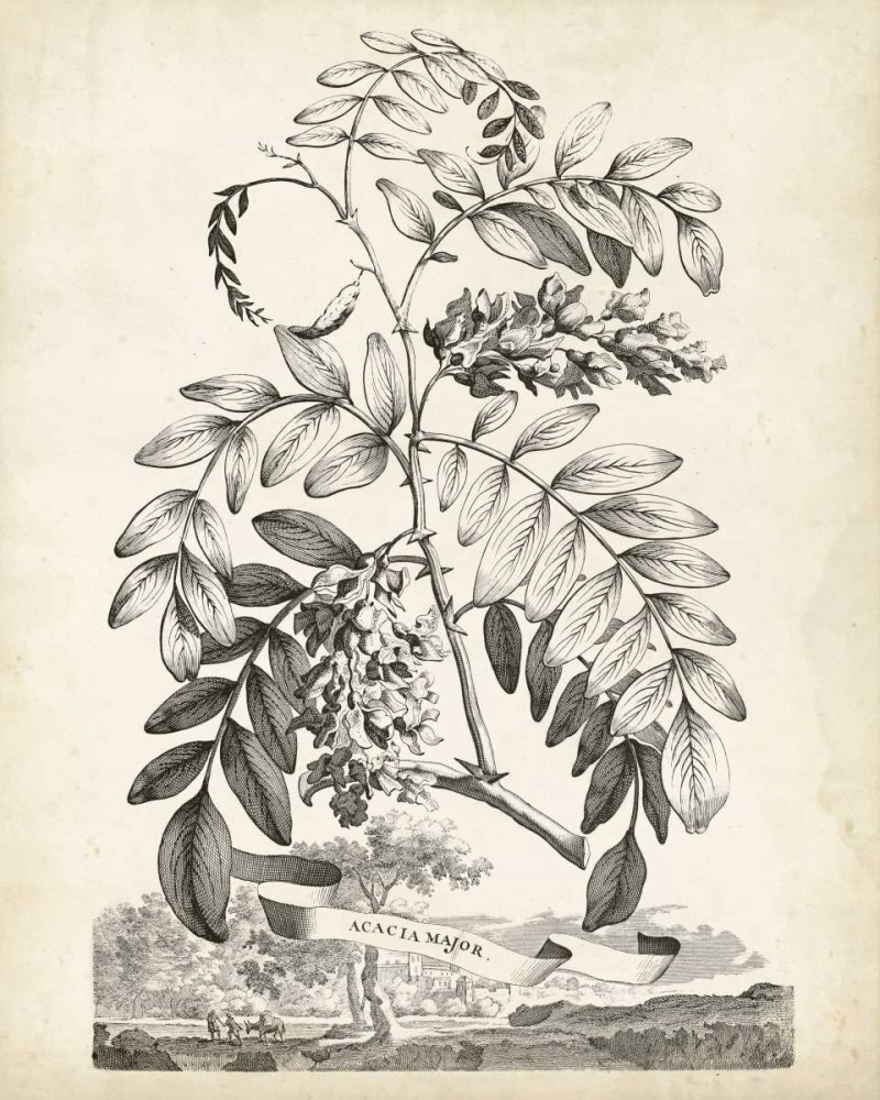 Art Print: Scenic Botanical I