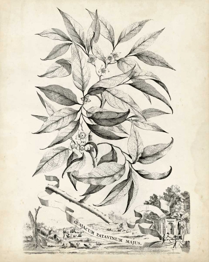 Wall Art Painting id:164994, Name: Scenic Botanical IV, Artist: Munting, Abraham