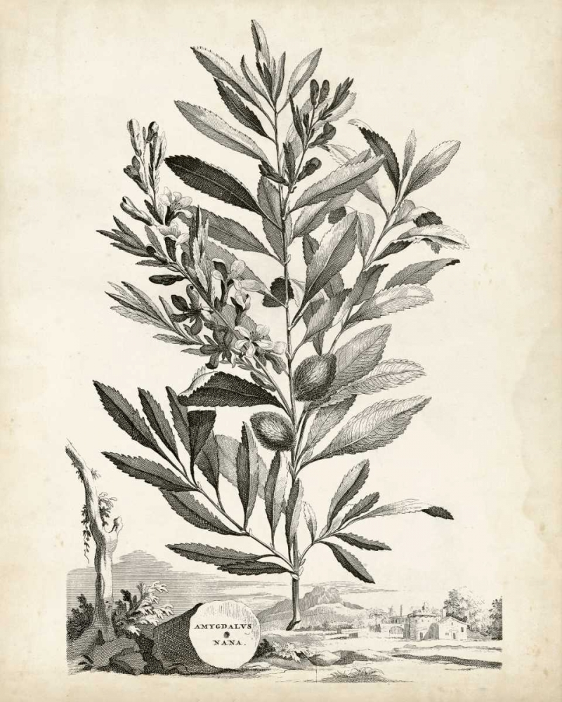 Art Print: Scenic Botanical VI