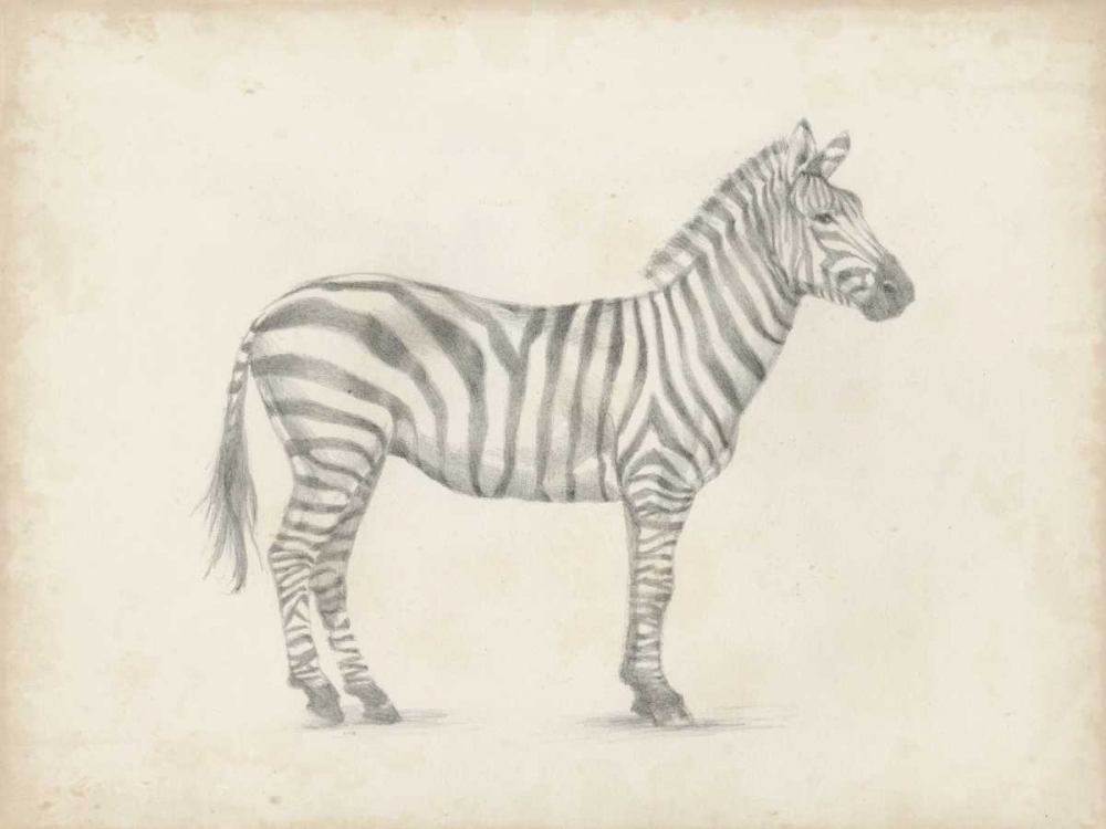 Wall art: Zebra Sketch, by Harper, Ethan