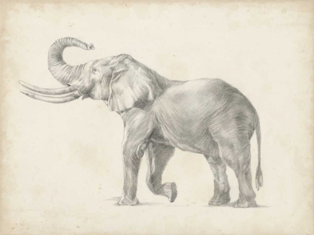 Wall art: Elephant Sketch I, by Harper, Ethan