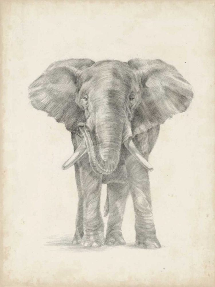 Wall art: Elephant Sketch II, by Harper, Ethan