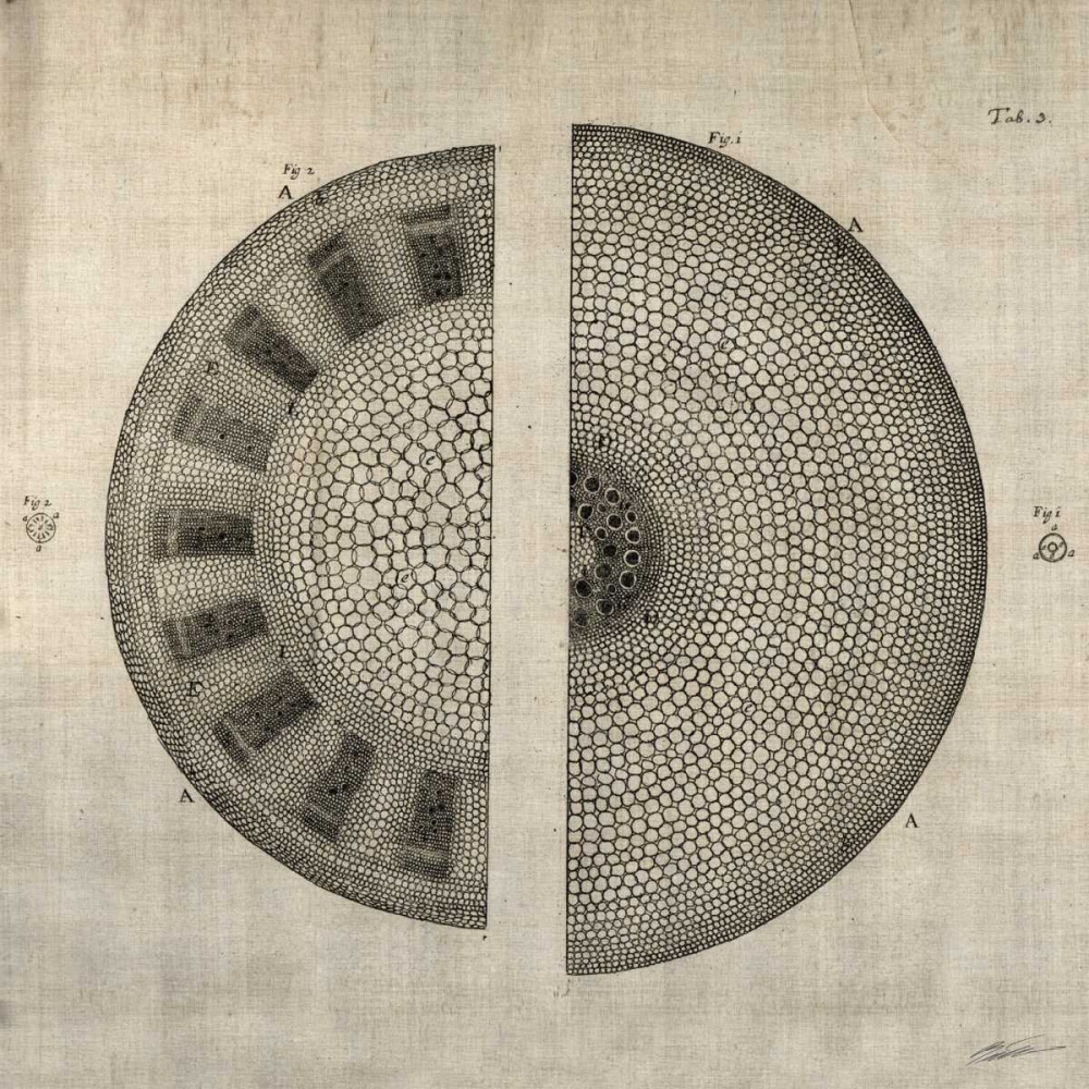 Wall art: Cross Cut I, by Butler, John