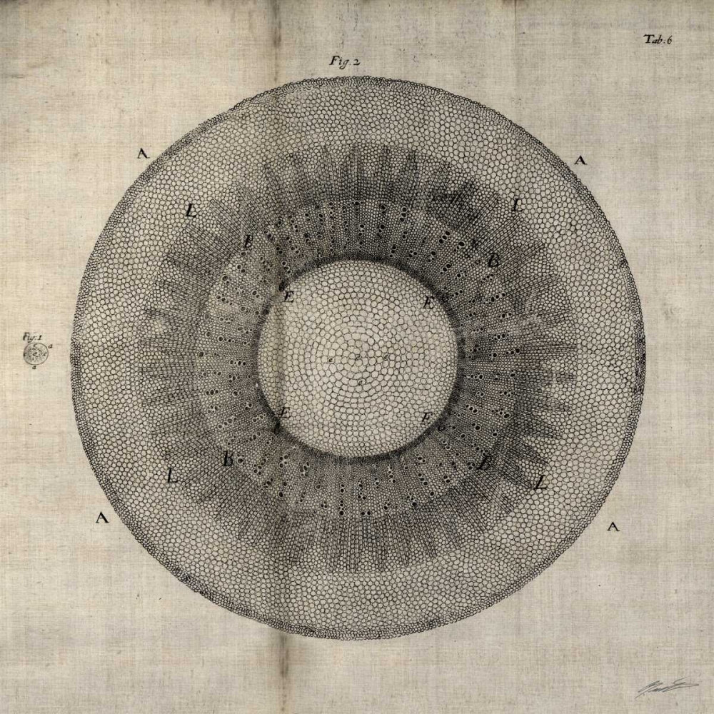 Wall art: Cross Cut II, by Butler, John