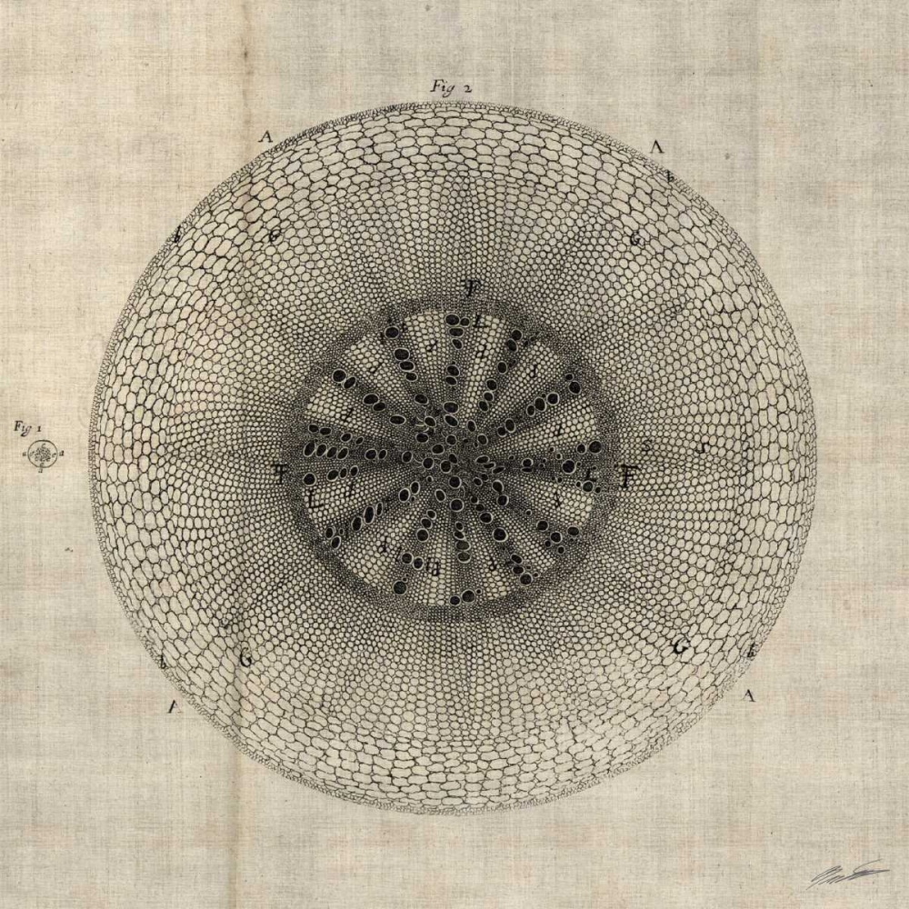 Art Print: Cross Cut IV