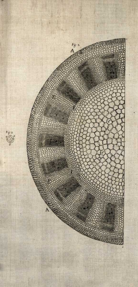 Art Print: Cross Cut I Left