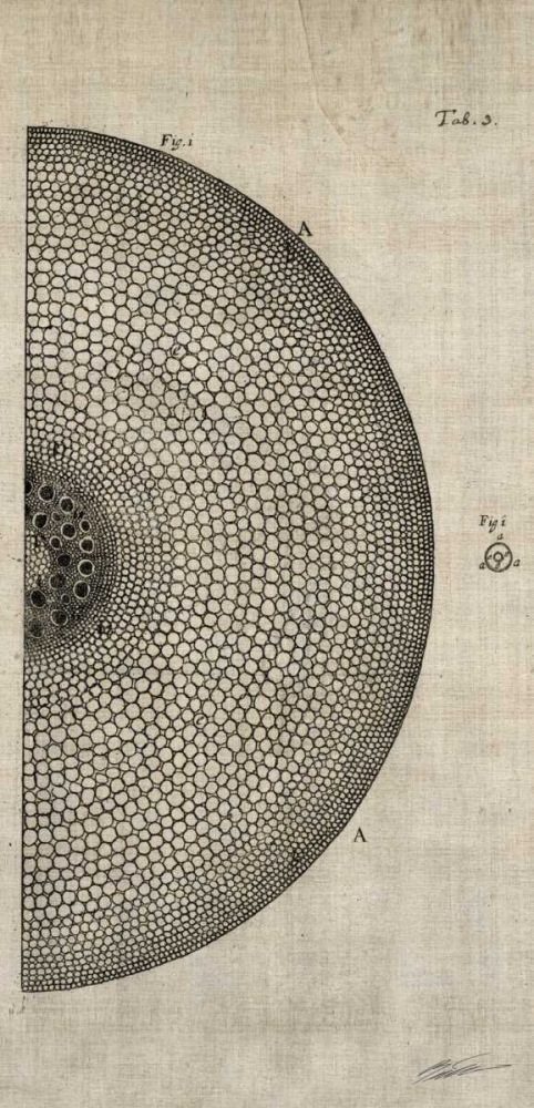 Art Print: Cross Cut I Right