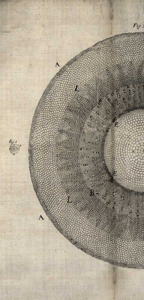 Art Print: Cross Cut II Left