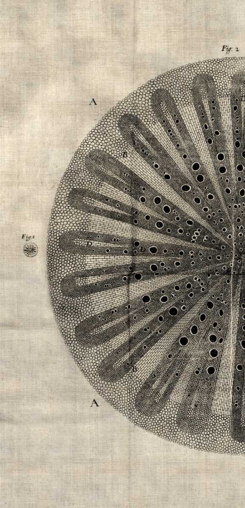 Art Print: Cross Cut III Left