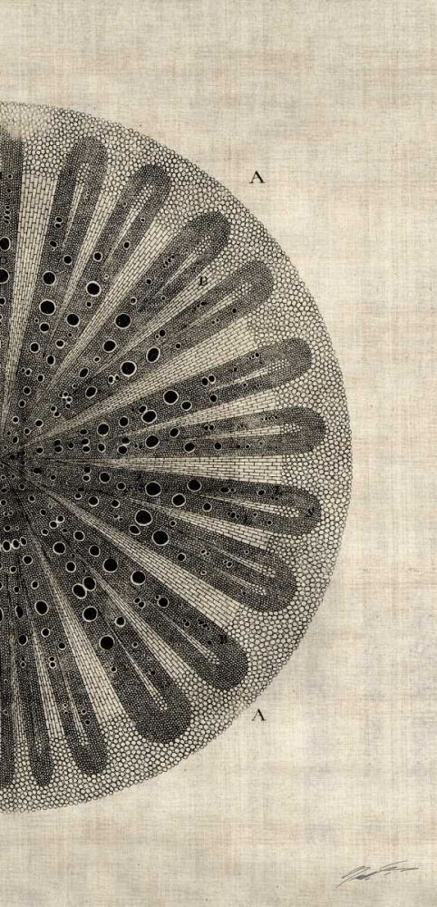 Art Print: Cross Cut III Right