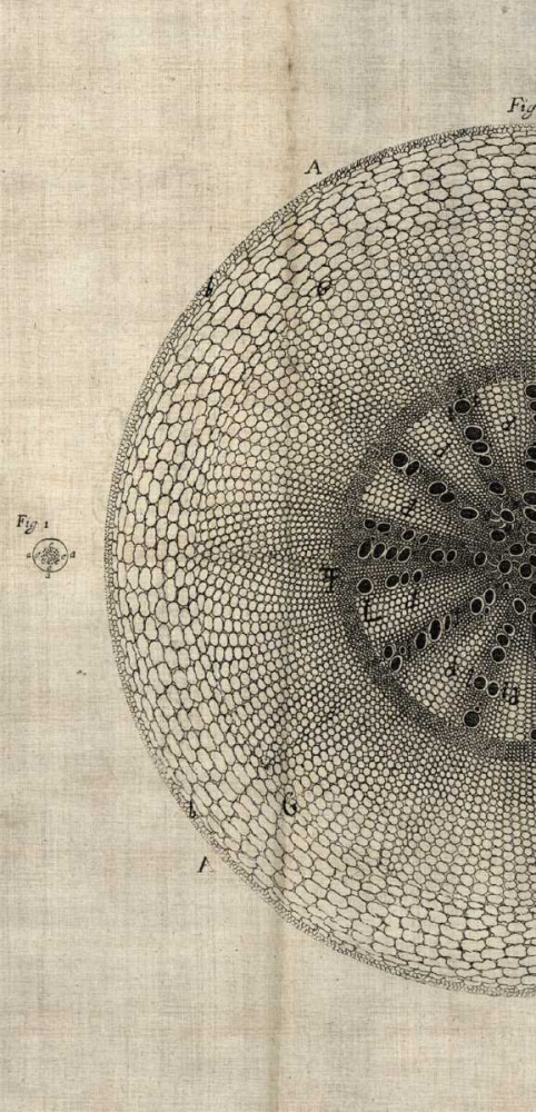 Art Print: Cross Cut IV Left