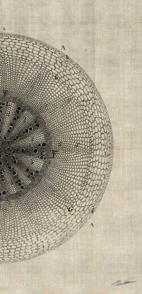 Art Print: Cross Cut IV Right