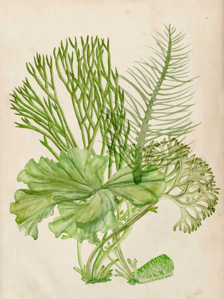 Wall Art Painting id:165287, Name: Vintage Coral Collection I, Artist: Wang, Melissa