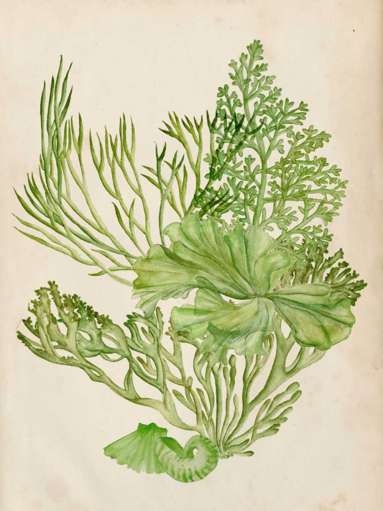 Wall Art Painting id:165288, Name: Vintage Coral Collection II, Artist: Wang, Melissa