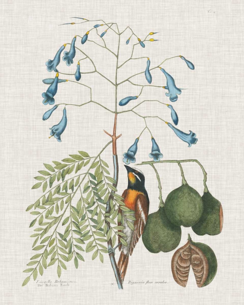 Wall Art Painting id:163724, Name: Studies in Nature II, Artist: Catesby, Mark