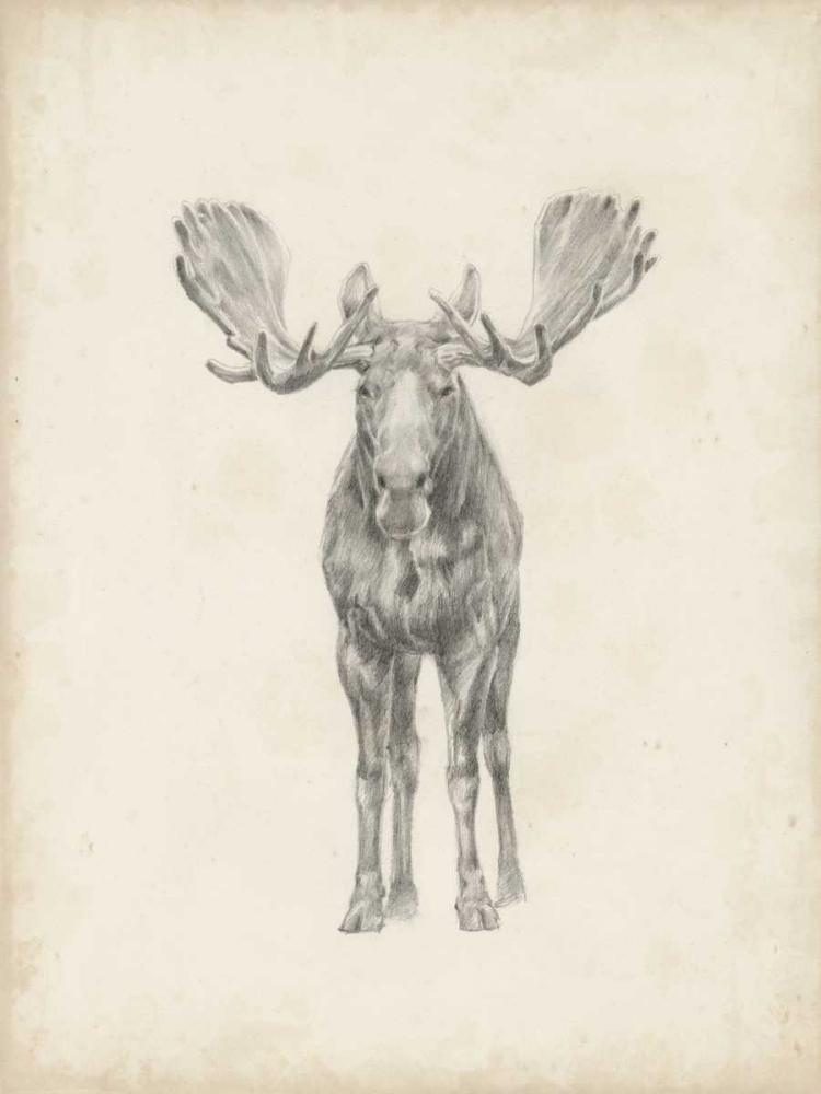 Art Print: Moose Study 