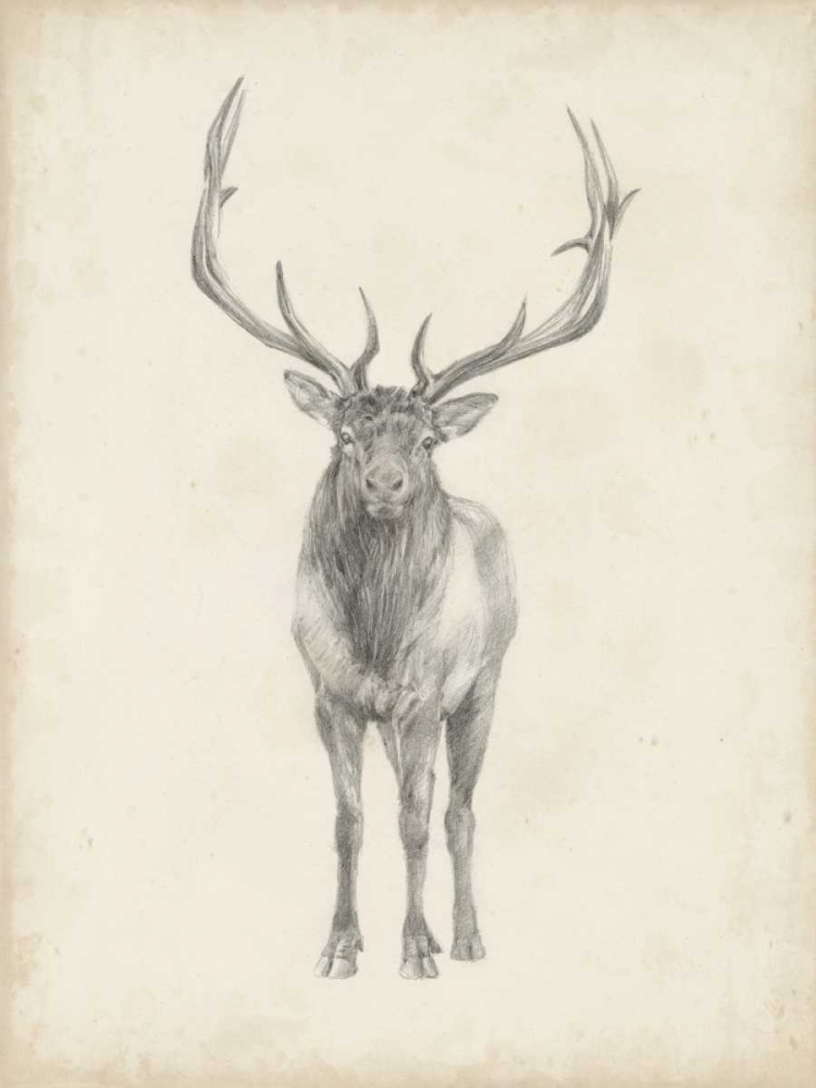 Art Print: Elk Study