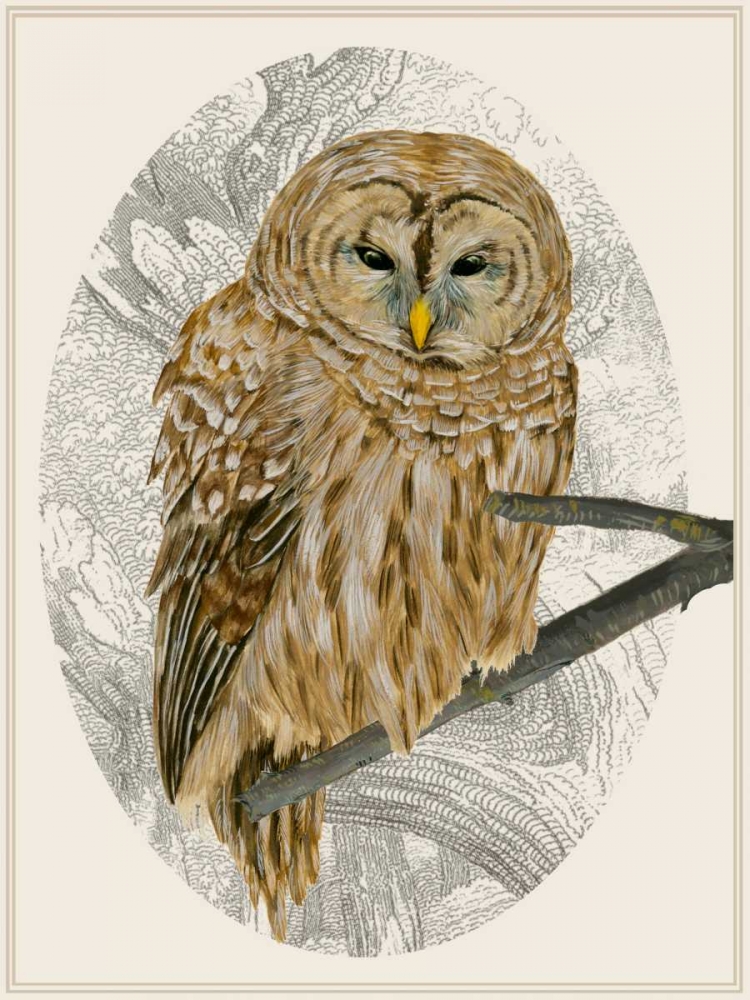 Art Print: Barred Owl I
