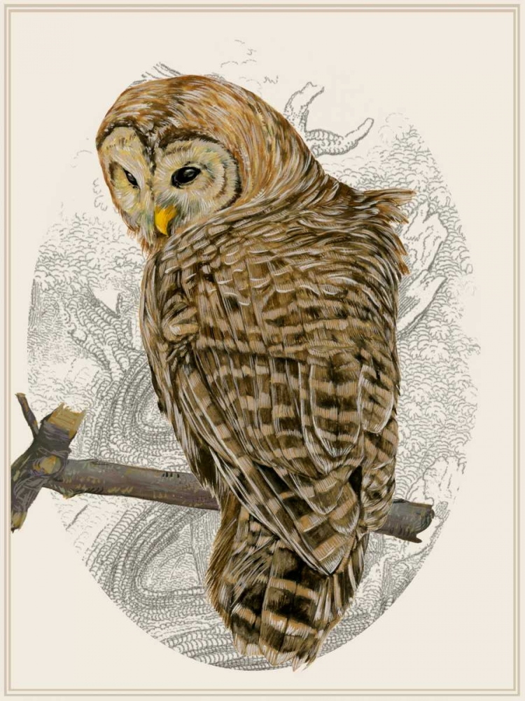 Art Print: Barred Owl II
