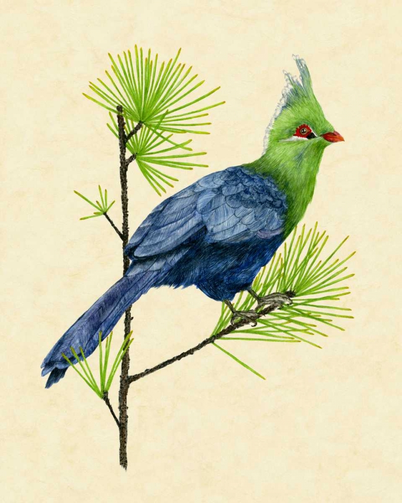 Art Print: Green Turaco I