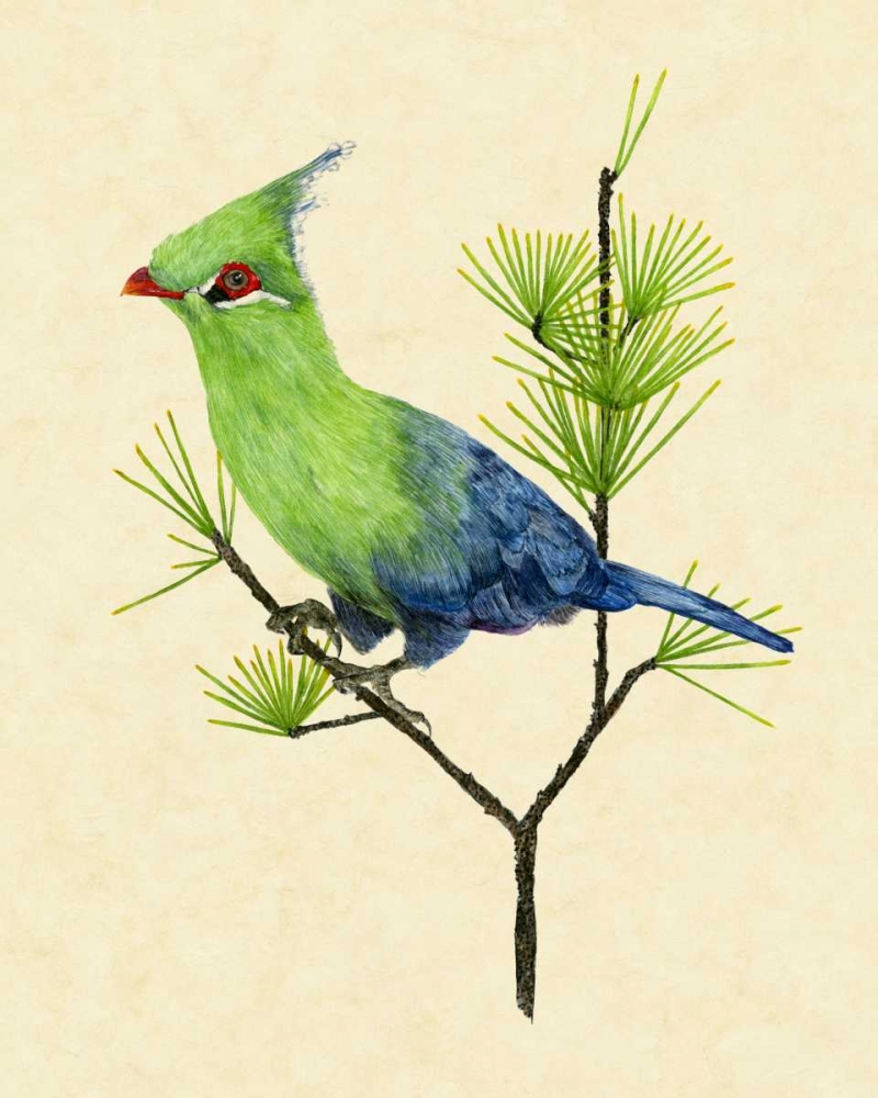 Art Print: Green Turaco II